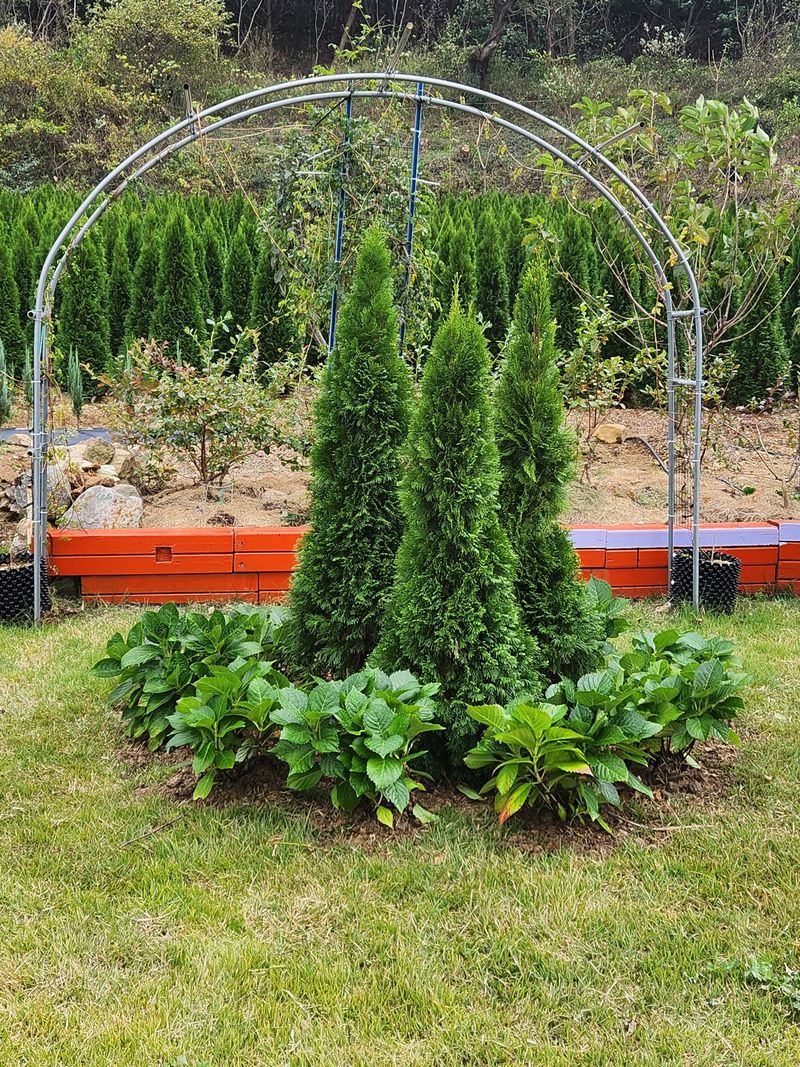 진도힐링농원님의 장터 판매 상품 [에메랄드그린 ] 첨부 사진