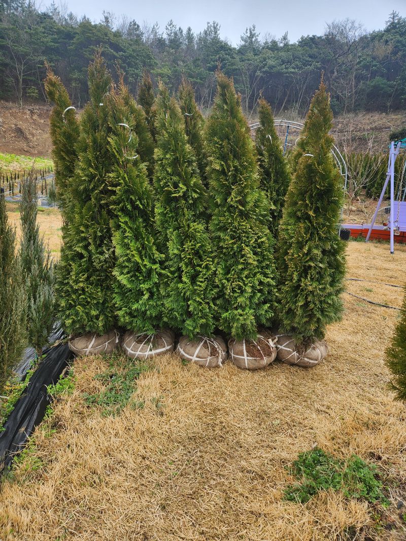 진도힐링농원님의 장터 판매 상품 [에메랄드그린 ] 첨부 사진