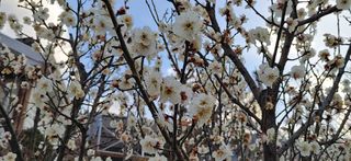 달맛햇복숭아농원님의 자유주제 · 사진전 작성글 사진