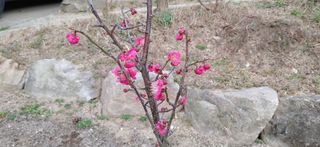 달맛햇복숭아농원님의 자유주제 · 사진전 작성글 사진