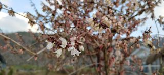 달맛햇복숭아농원님의 자유주제 · 사진전 작성글 사진