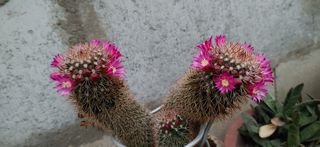 달맛햇복숭아농원님의 자유주제 · 사진전 작성글 사진