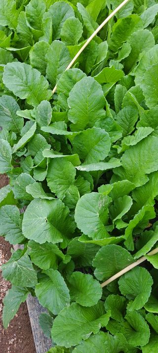 꽃분이님의 작성글 사진