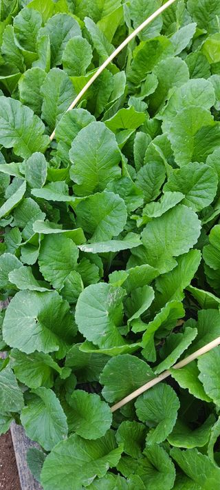 꽃분이님의 작성글 사진