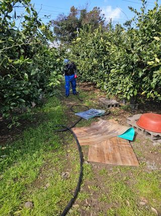 새달귤농장님의 귤 · 영농일지 작성글 사진