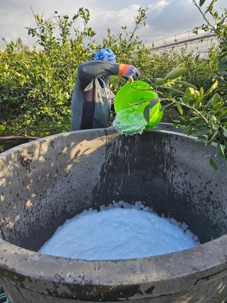 새달귤농장님의 귤 · 영농일지 작성글 사진