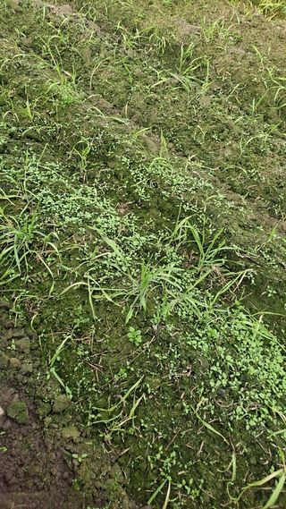 펠렛전문이부장님의 자유주제 · 자유게시판 작성글 사진