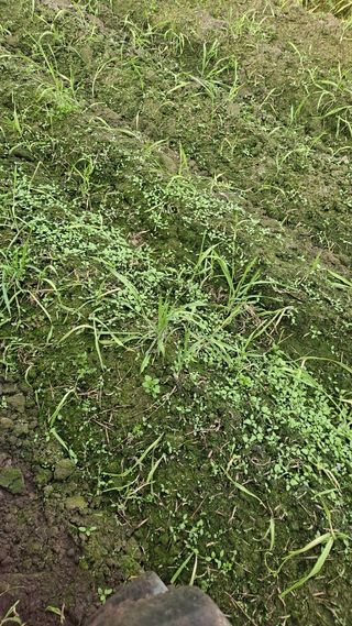 펠렛전문이부장님의 자유주제 · 자유게시판 작성글 사진