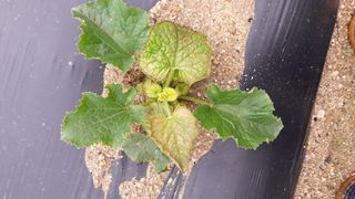 omany님의 오이 · 병해충상담 작성글 사진