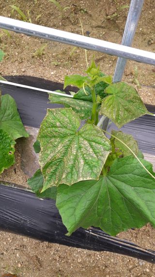 omany님의 오이 · 병해충상담 작성글 사진