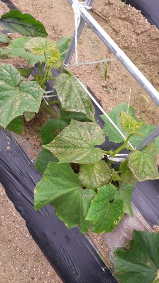 omany님의 오이 · 병해충상담 작성글 사진