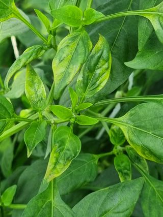 강종근님의 고추 · 병해충상담 작성글 사진