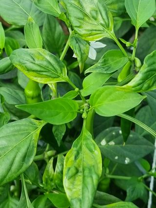 강종근님의 고추 · 병해충상담 작성글 사진