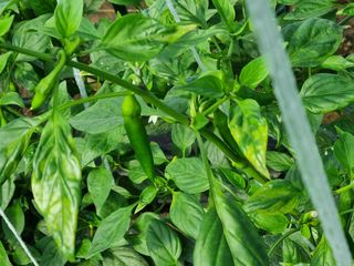 강종근님의 고추 · 병해충상담 작성글 사진