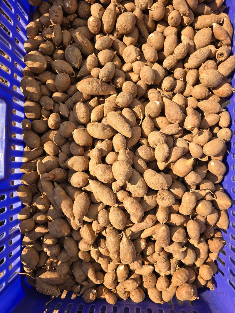 조성대님의 장터 판매 상품 [인디언감자 ] 첨부 사진