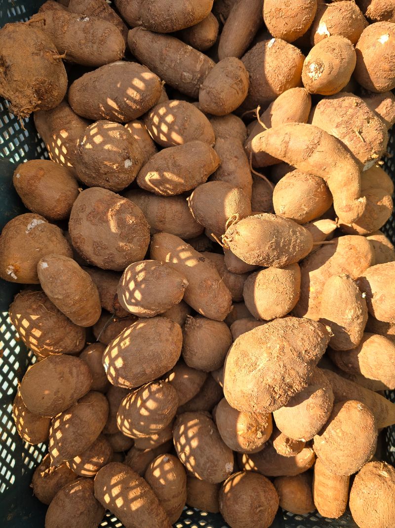 조성대님의 장터 판매 상품 [인디언감자 ] 첨부 사진