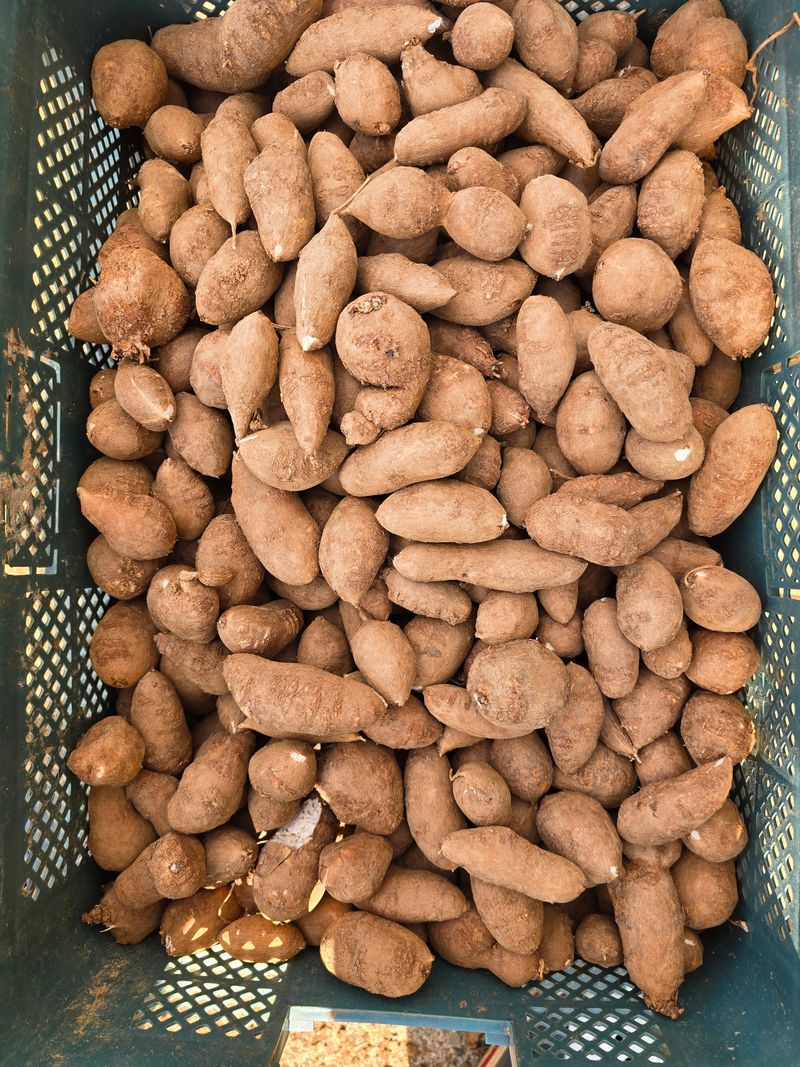 조성대님의 장터 판매 상품 [인디언감자 ] 첨부 사진