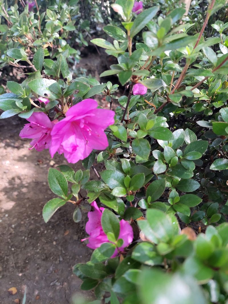 장터 상품 [겹 영산홍 철쭉] 썸네일