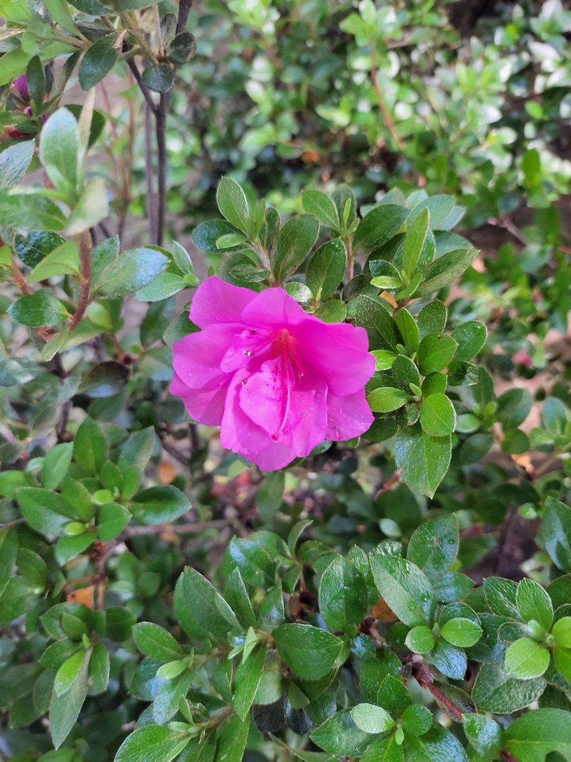 박병준님의 장터 판매 상품 [겹 영산홍 철쭉] 첨부 사진