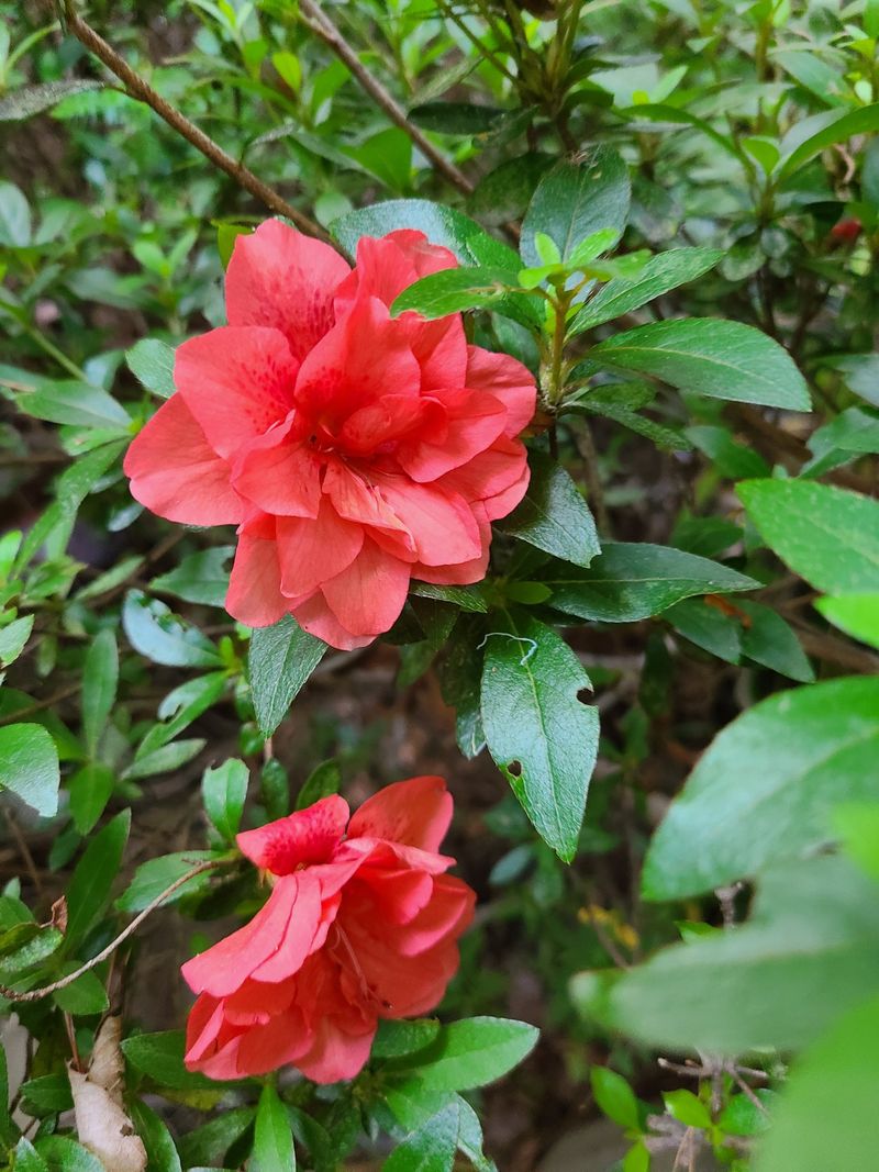 박병준님의 장터 판매 상품 [겹 영산홍 철쭉] 첨부 사진