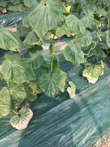 팜모닝 오이·병해충상담 게시글 이미지