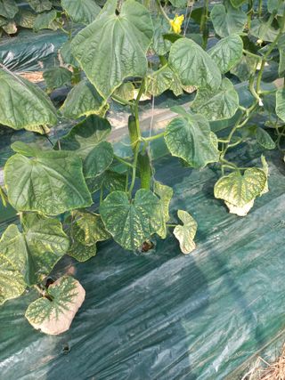 노인섭님의 오이 · 병해충상담 작성글 사진