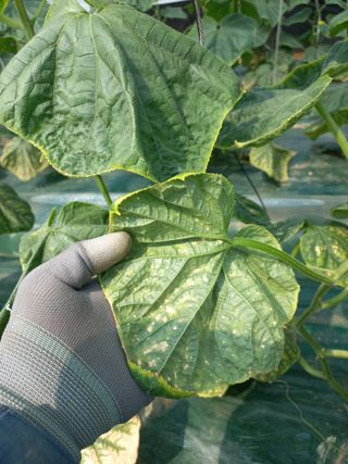 노인섭님의 오이 · 병해충상담 작성글 사진