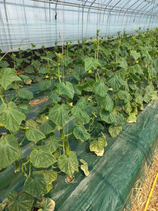 노인섭님의 오이 · 병해충상담 작성글 사진