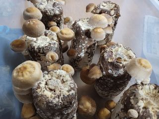 다솜방님의 자유주제 · 칭찬해요 작성글 사진