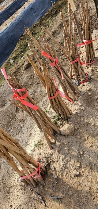 뿌리묘목농원님의 작성글 사진