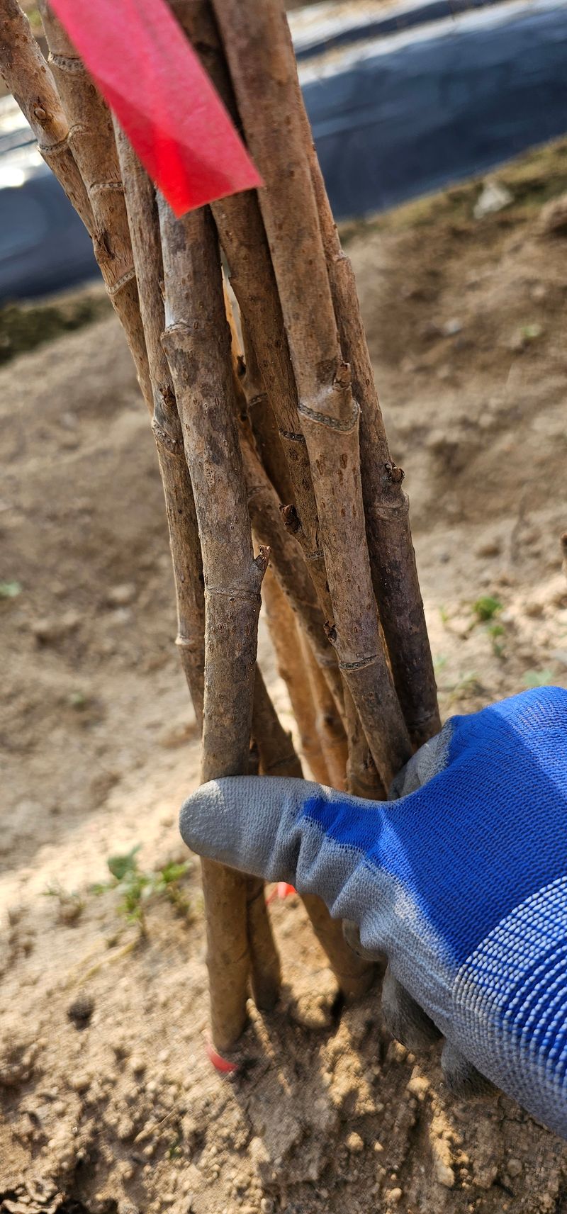 뿌리묘목농원님의 장터 판매 상품 [민드릅나무] 첨부 사진
