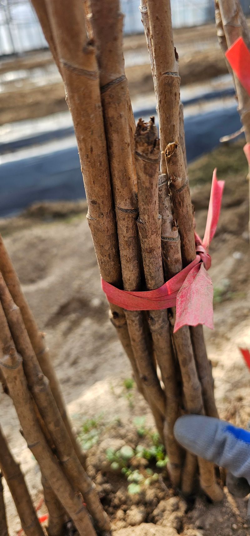 뿌리묘목농원님의 장터 판매 상품 [민드릅나무] 첨부 사진