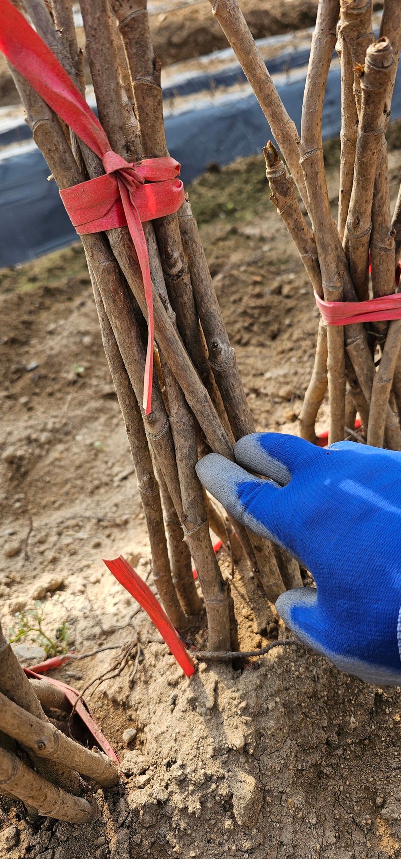 뿌리묘목농원님의 장터 판매 상품 [민드릅나무] 첨부 사진