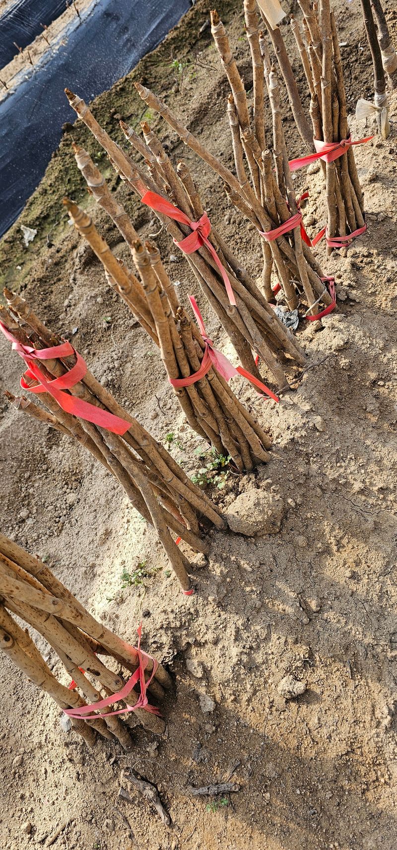 뿌리묘목농원님의 장터 판매 상품 [민드릅나무] 첨부 사진