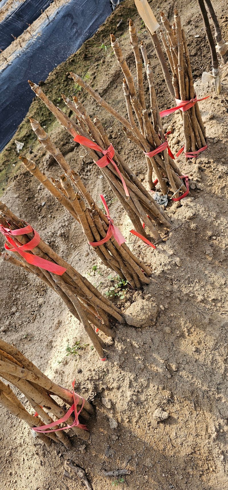 뿌리묘목농원님의 장터 판매 상품 [민드릅나무] 첨부 사진
