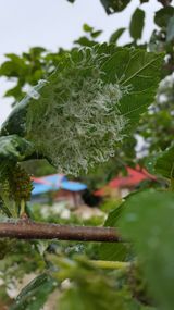 팜모닝 기타작물·병해충상담 게시글 이미지