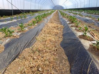 고영호님의 감자 · 영농일지 작성글 사진