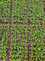 팜모닝 고추·일상 게시글 이미지