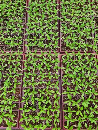 수박씨님의 고추 · 일상 작성글 사진