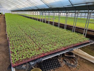 수박씨님의 고추 · 일상 작성글 사진