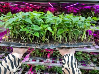 김동수님의 고구마 · 자유게시판 작성글 사진