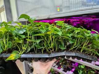 김동수님의 고구마 · 자유게시판 작성글 사진