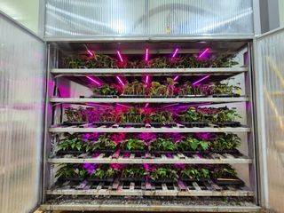 김동수님의 고구마 · 자유게시판 작성글 사진