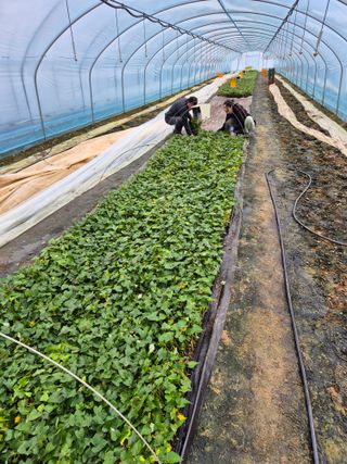 김동수님의 고구마 · 자유게시판 작성글 사진