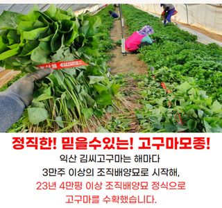 김동수님의 고구마 · 자유게시판 작성글 사진