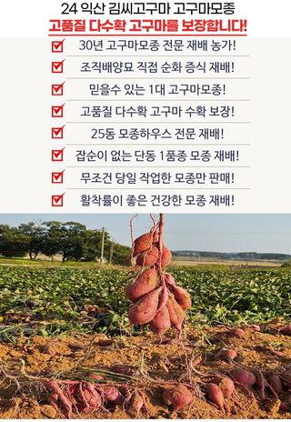 김동수님의 고구마 · 자유게시판 작성글 사진
