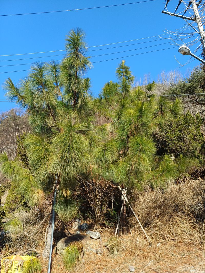 장터 상품 [# 카드 결제  대 환영 #
🌟♦️🌟약성있는 나무 기름 🌟♦️
🔷물 한방울 없이 추출한 100% 약성나무기름] 썸네일