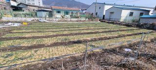 박산하님의 마늘 · 영농일지 작성글 사진