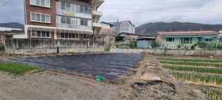 박산하님의 감자 · 영농일지 작성글 사진