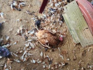 채옥이님의 자유주제 · 자유게시판 작성글 사진